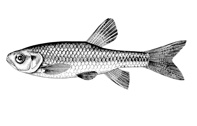 Aphyocypris chinensis Günther, 1868